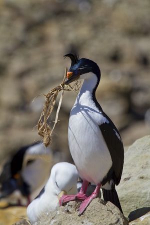 New Island, West Falklands 527.jpg